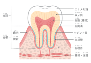歯の内部構造の図
