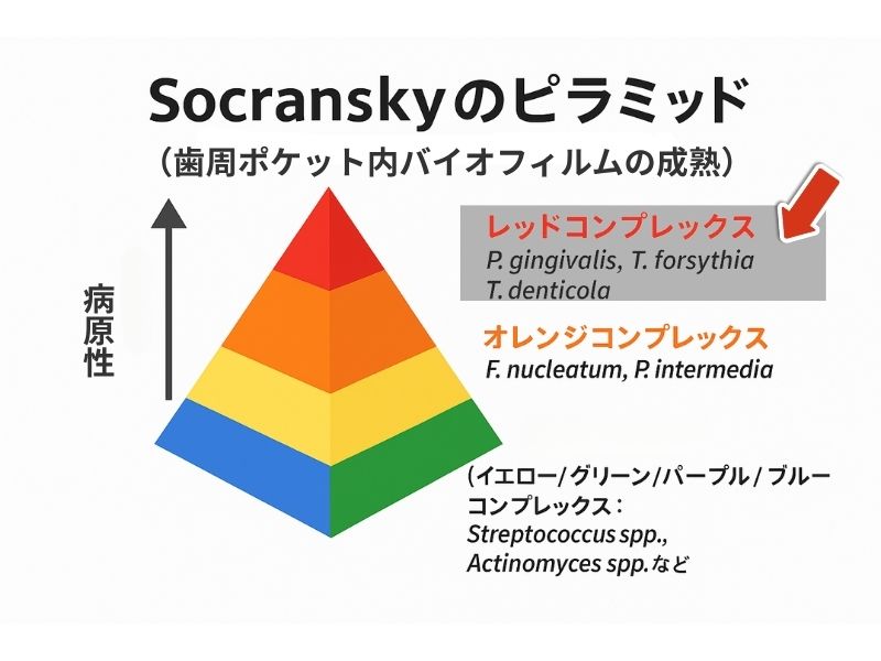 岩国市　歯周病