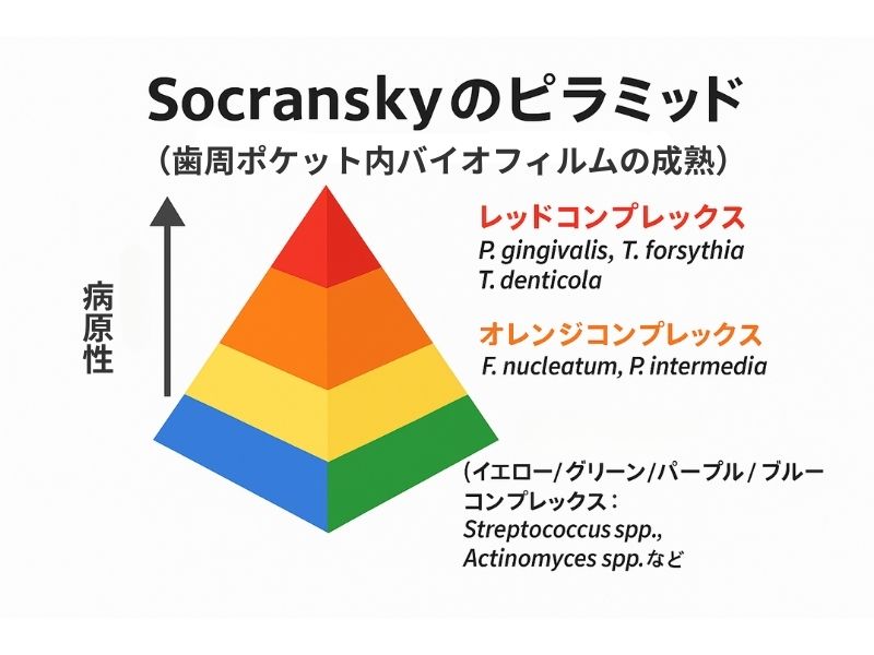 岩国市　歯周病