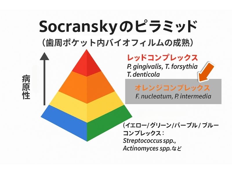 岩国市　歯周病