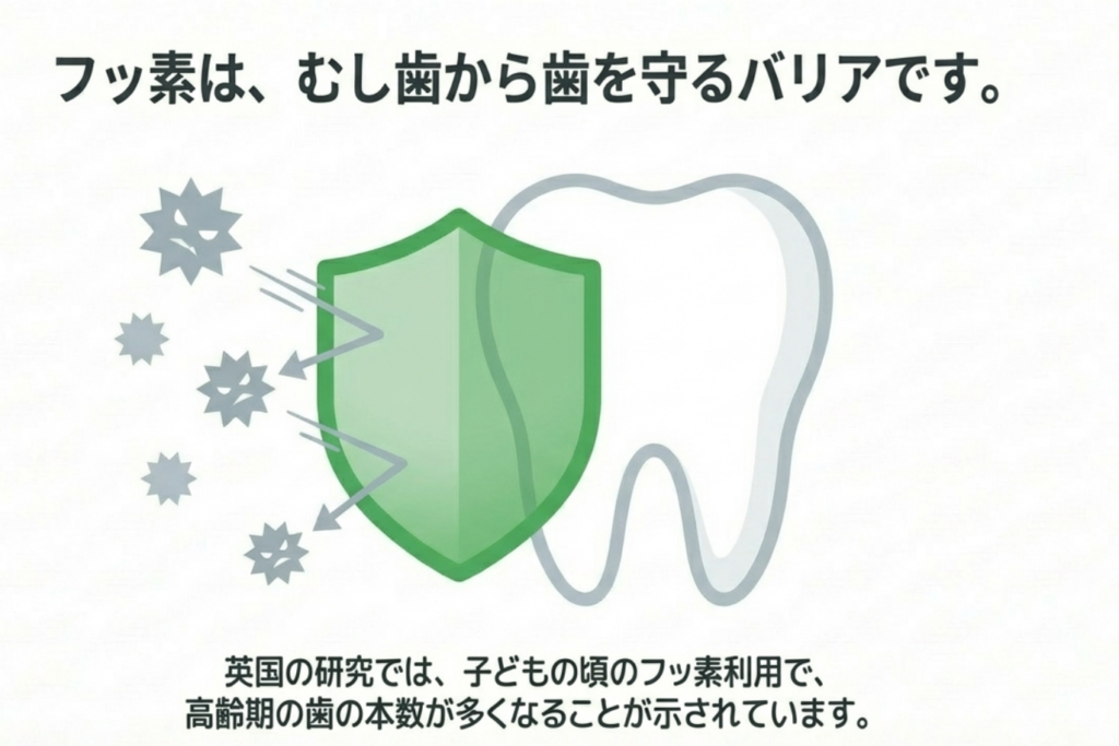 フッ素予防の重要性イメージ