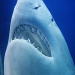 サメの歯の写真